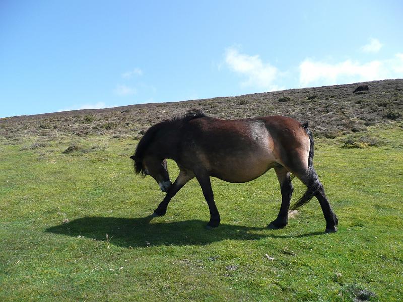 P1010145- Poney typique du parc national Exmoor.JPG - Poney typique du parc national Exmoor